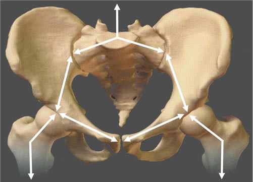 pelvis graphic force distribution